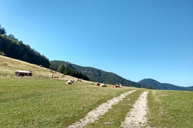 4-Hour Private Alpine Hiking Tour 'Matterhorn of the Prealps' - Why Gaisstein feels bigger than its profile