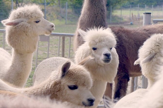 Alpaca and llama hike Moedling near Vienna - Five details that shape the experience