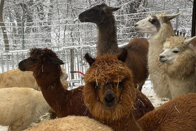 Alpaca and llama hike Moedling near Vienna - What the $60.24 price buys you