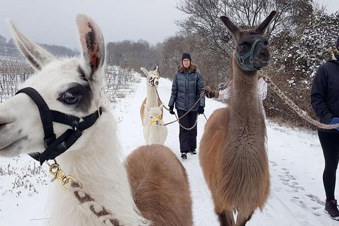 Alpaca and llama hike Moedling near Vienna - Weather, timing, and cancellation