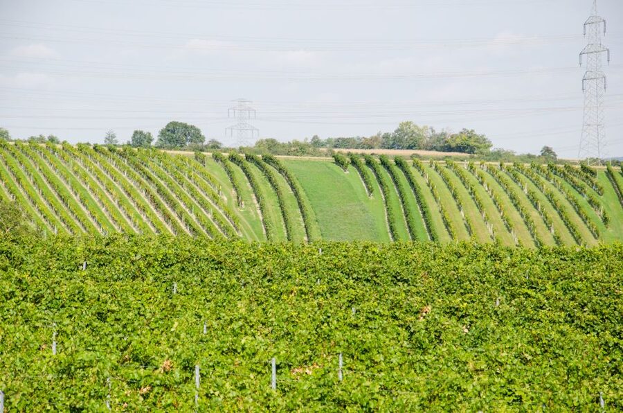 From Vienna: Half-day Countryside Wine Tour with Meal - Is $141 good value?