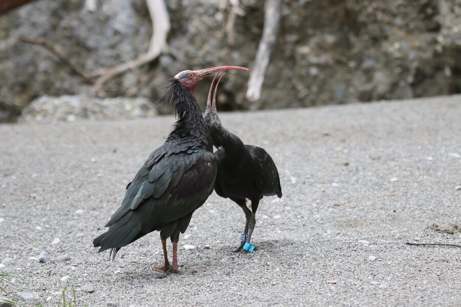 Innsbruck: Alpenzoo Entrance Ticket - Why Alpenzoo Feels Different From a City Zoo