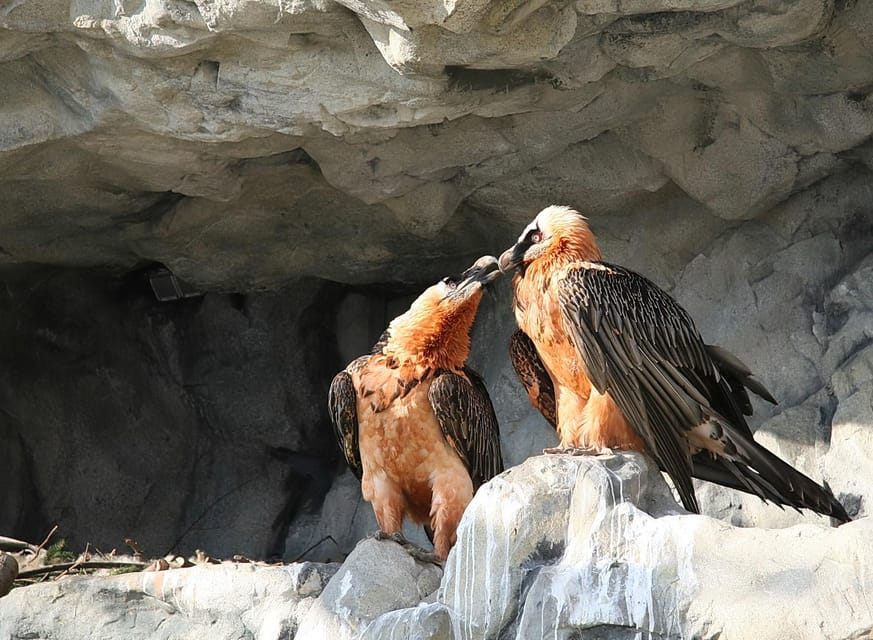 Innsbruck: Alpenzoo Entrance Ticket - Conservation That Adds Meaning to the Visit