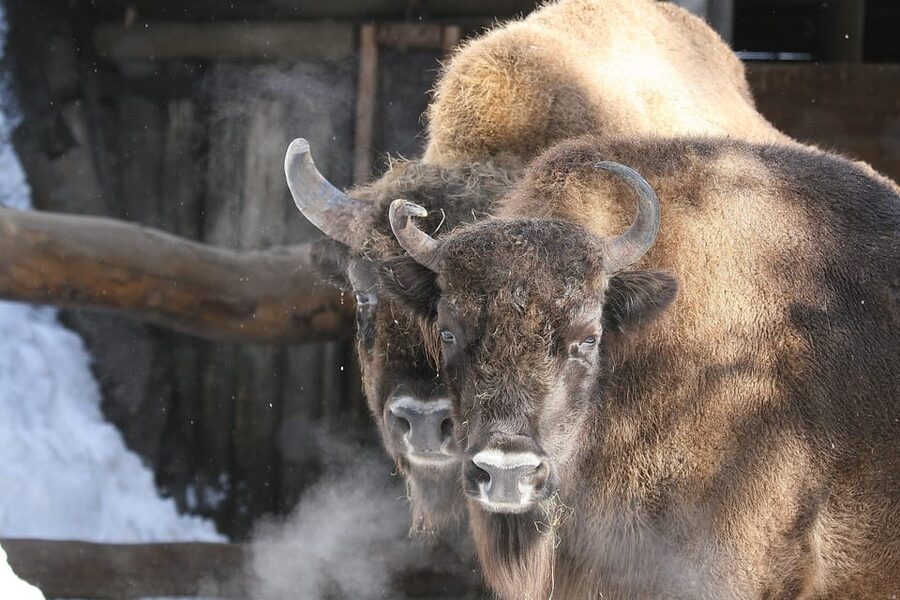 Innsbruck: Alpenzoo Entrance Ticket - Birds of Prey, Aviaries, and Alpine Fish