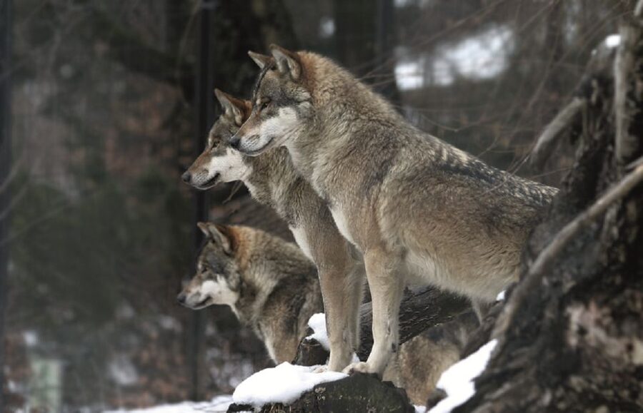 Innsbruck: Alpenzoo & Top of Innsbruck Combination Ticket - Key points to know before you go