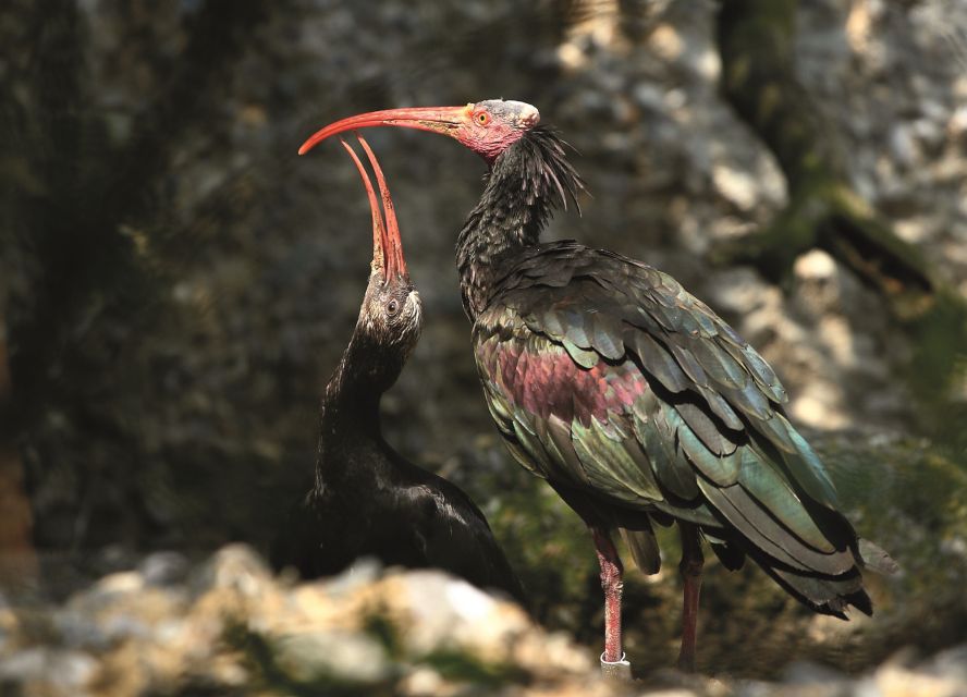 Innsbruck: Alpenzoo & Top of Innsbruck Combination Ticket - Who should book this experience?
