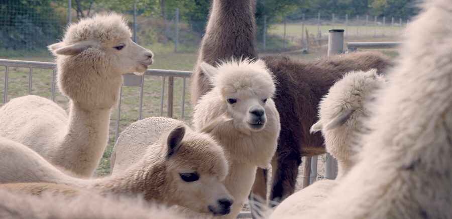 Mödling/Vienna: Scenic Guided Hike with Alpacas and Llamas - Key points at a glance