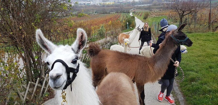Mödling/Vienna: Scenic Guided Hike with Alpacas and Llamas - Why this Mödling outing feels different