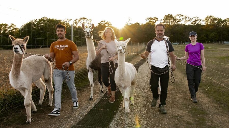 Mödling/Vienna: Scenic Guided Hike with Alpacas and Llamas - Walking through Mödling’s woods and vineyards