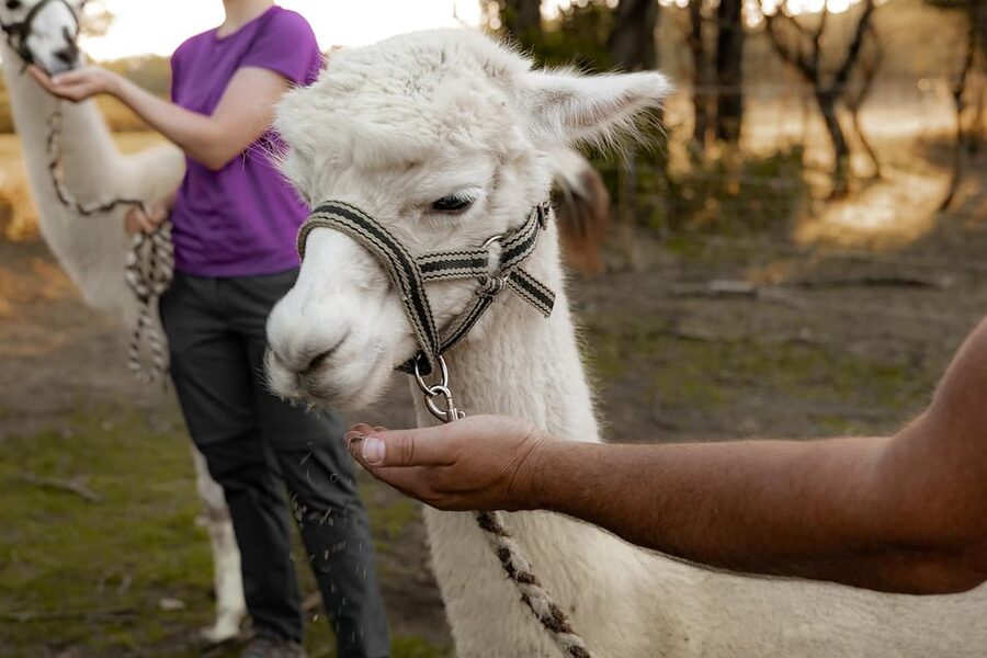 Mödling/Vienna: Scenic Guided Hike with Alpacas and Llamas - The halfway pause and photo stop