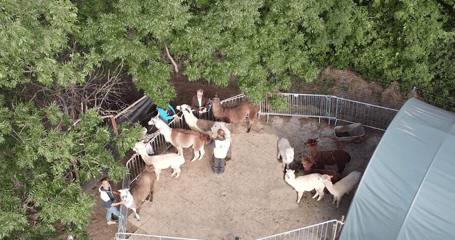 Mödling/Vienna: Scenic Guided Hike with Alpacas and Llamas - Is $58 per person good value?
