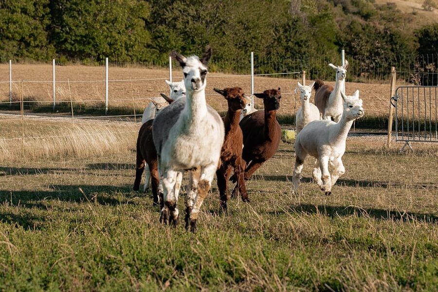 Mödling/Vienna: Scenic Guided Hike with Alpacas and Llamas - Getting ready for the walk