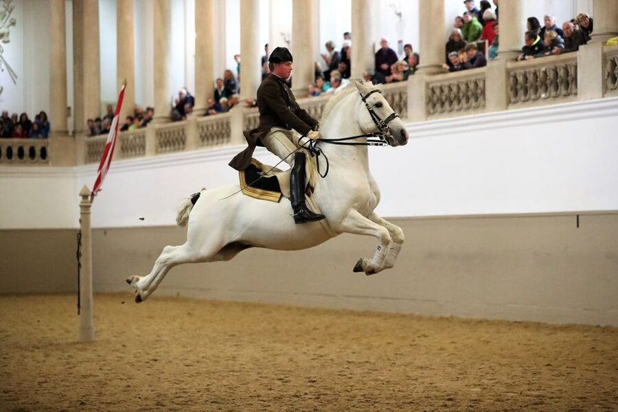 Performance Of The Lipizzans At Spanish Riding School - From young stallions to trained School Stallions