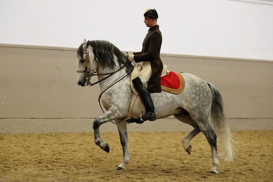 Performance Of The Lipizzans At Spanish Riding School - Getting your ticket and arriving prepared