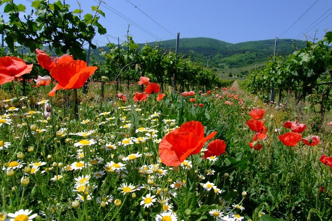 Private Vienna Woods Wine Tour - Key Points Before You Book