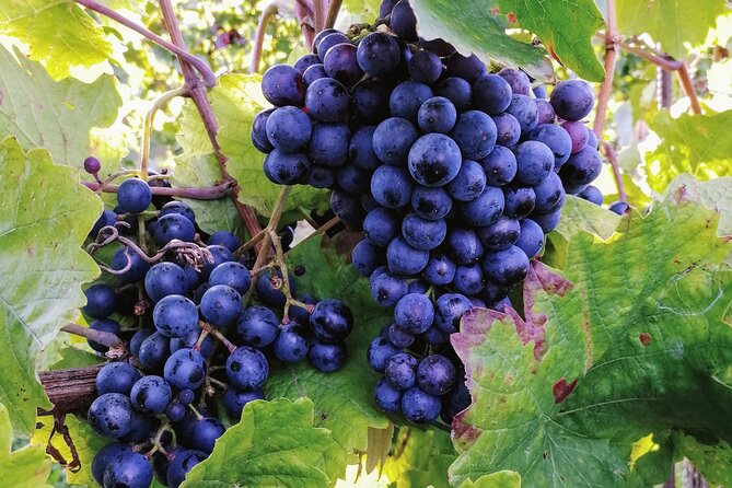 Private Vienna Woods Wine Tour - Who Will Enjoy This Day Most?