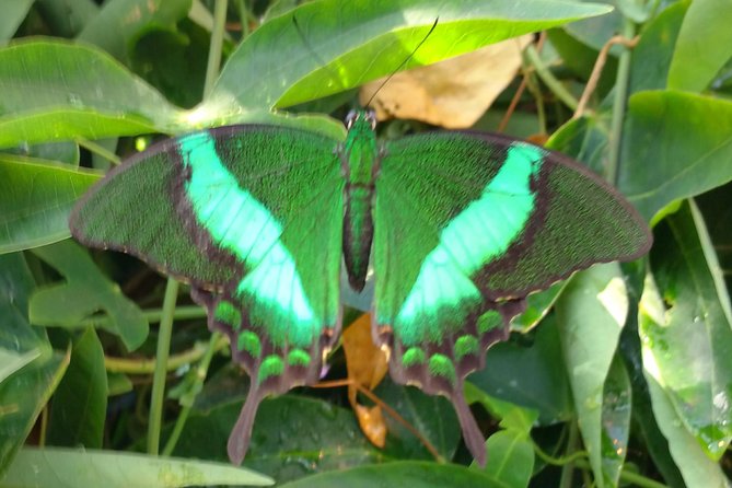 Schmetterlinghaus - Imperial Butterfly House Vienna Admission Ticket - Key points at a glance