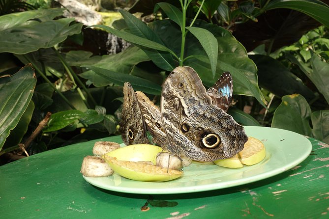Schmetterlinghaus - Imperial Butterfly House Vienna Admission Ticket - Heat, humidity, crowds, and photography