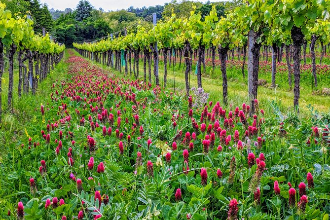 Small-group Vienna Wine Tour - Learning from the winemakers