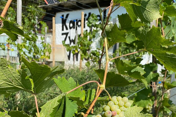 Taste and Tour Small Organic Wineries with a Winemaker - Why This Tour Feels Different From a Standard Tasting