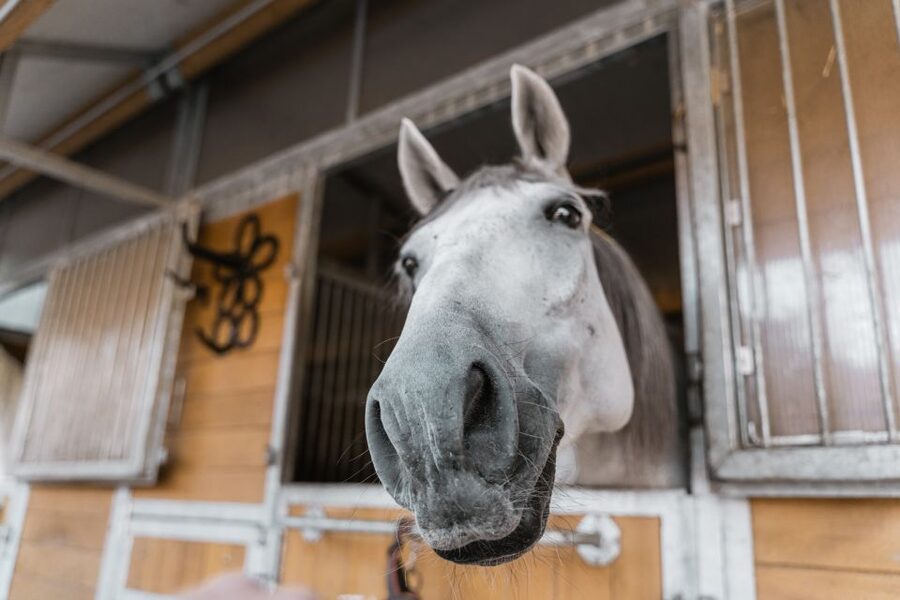 Vienna: Secrets of the Fiaker & Horse-Drawn Carriage Ride - Horse welfare and the ethical question