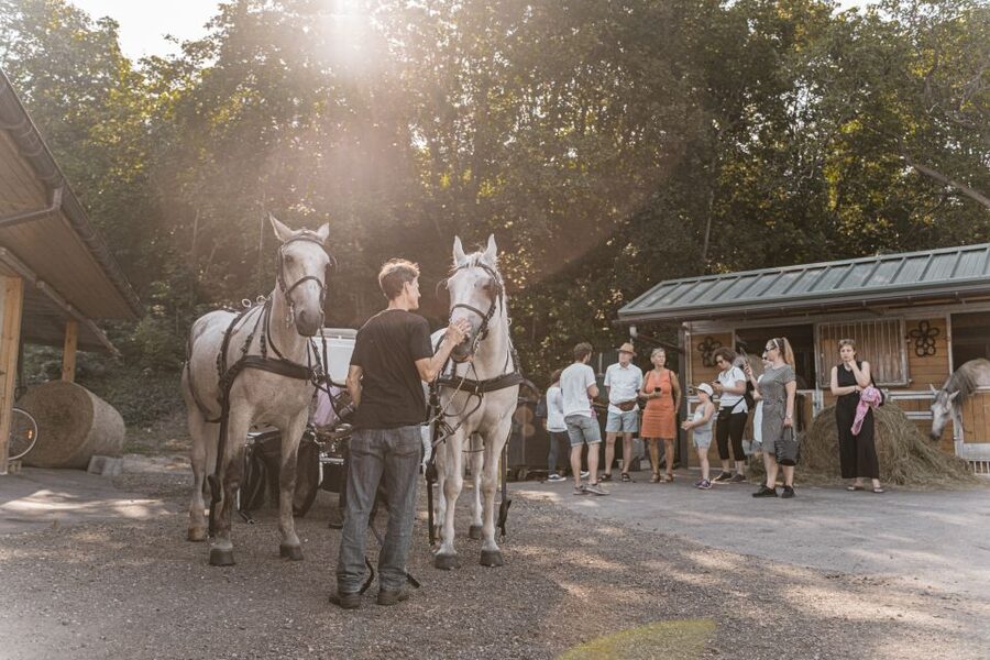 Vienna: Secrets of the Fiaker & Horse-Drawn Carriage Ride - Value for money at $38