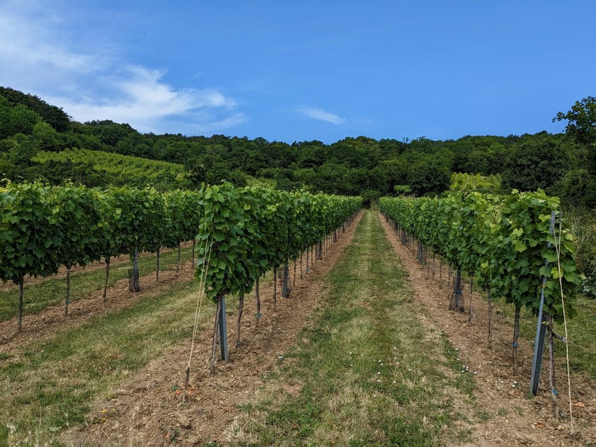 Vienna: Small-Group Wine Tasting Tour - Key points to know before booking