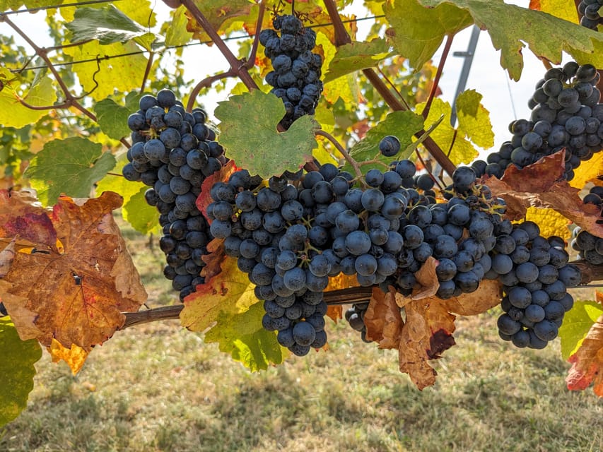 Vienna: Small-Group Wine Tasting Tour - Why Vienna’s city wine story is worth your afternoon