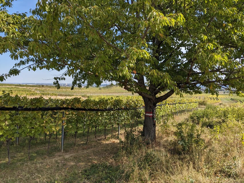 Vienna: Small-Group Wine Tasting Tour - Tasting Wiener Gemischter Satz DAC