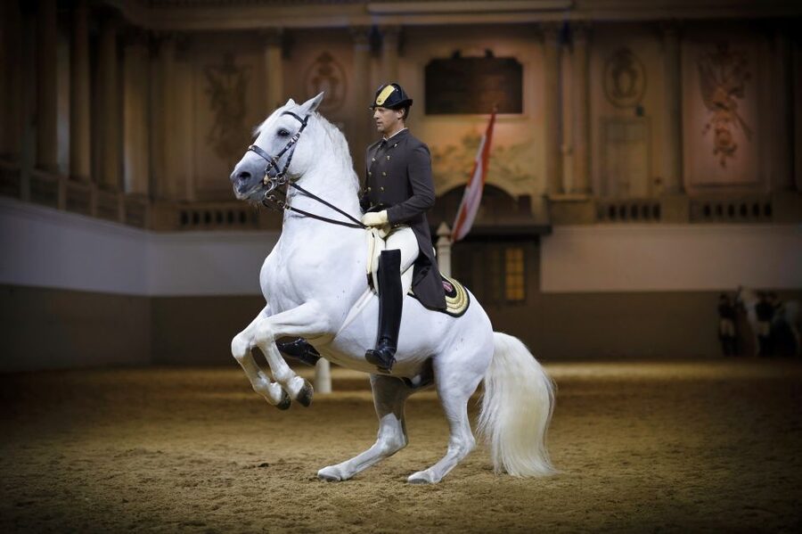 Vienna: Spanish Riding School 45-Minute Performance Show - Key points before you book