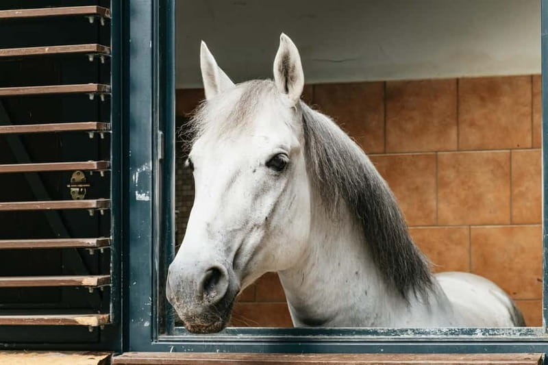 Vienna: Spanish Riding School Guided Architectural Tour - Meeting the Lipizzaner Stallions