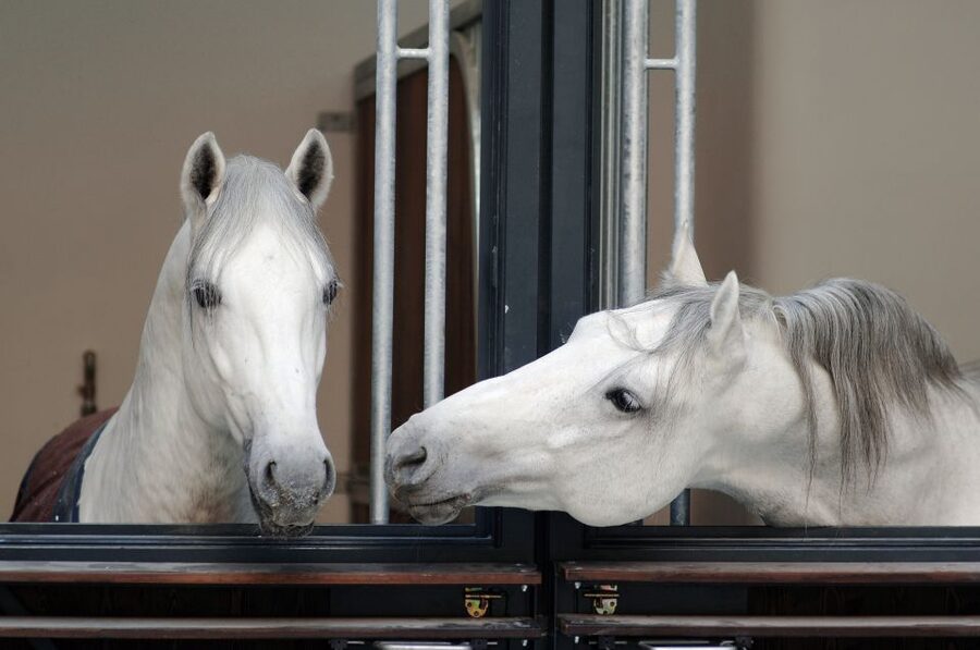 Vienna Spanish Riding School Guided Tour - Key points to know before you go