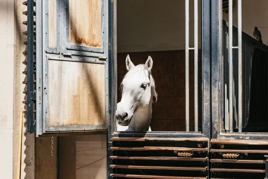 Vienna Spanish Riding School Guided Tour - Entering the Stallburg and its Renaissance courtyard