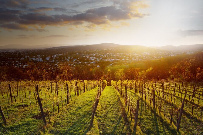 Vienna Wine Experience - Who will get the most from this wine outing