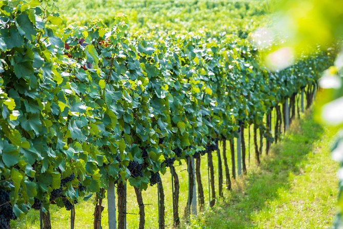 Wachau Valley Kayak & Wine Tour - How the private format changes the experience